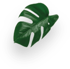 STARBUCKS® Americano Veranda Blend decoration Image